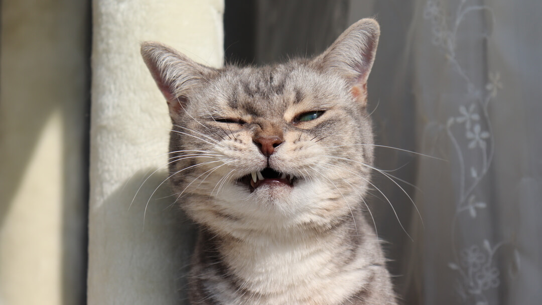 Grey cat sneezing