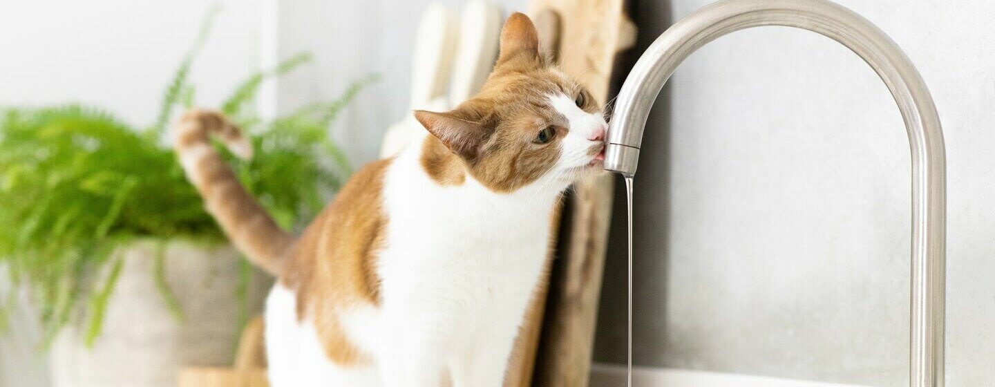 Light brown and white cat drinking from tap.