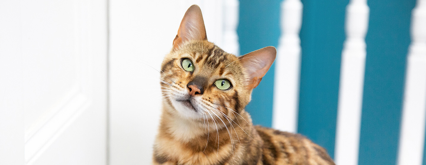 Bengal cat with green eyes and head slightly turned