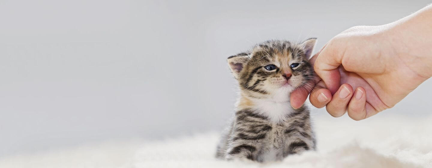 Kitten small for sales age