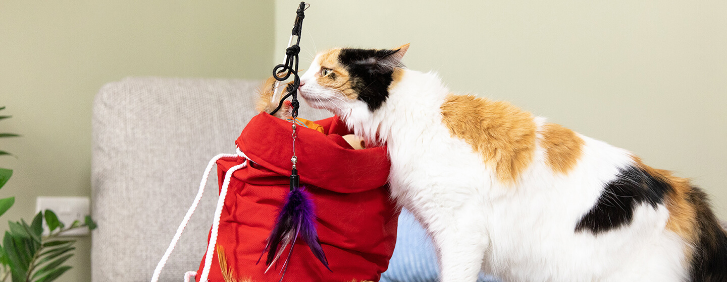 Cat sniffing toys in red bag.