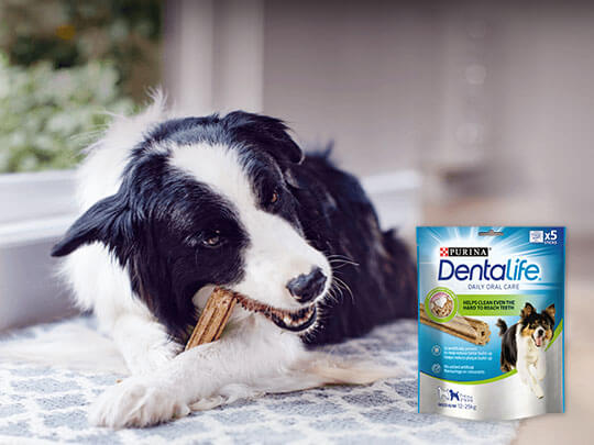 Dentalife dog best sale