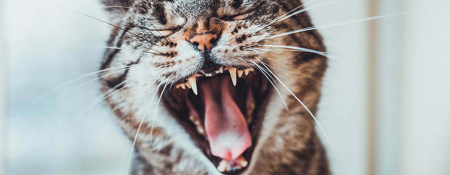 labeled cat tongue close up