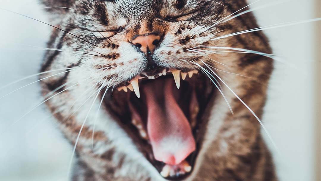 Close up of cat hissing.