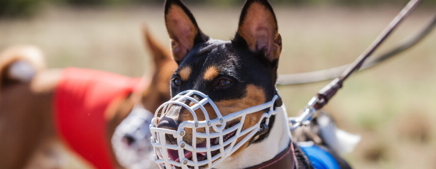 basenji wearing muzzle