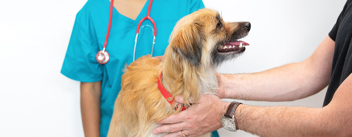 dog getting check up at the vet