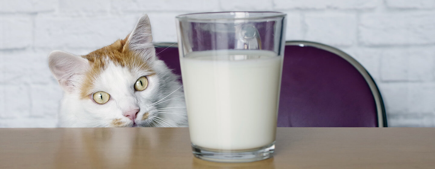Can Cats Eat Milk? Discover the Truth Behind Feline's Favorite Drink