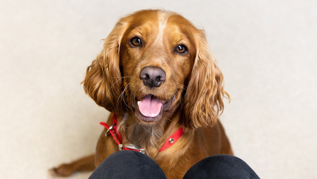 dog looking up at owner