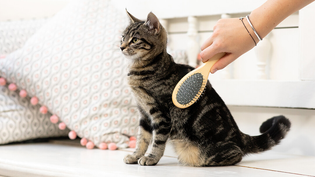 kitten being groomed