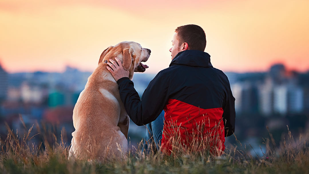 man and dog watching sunrise