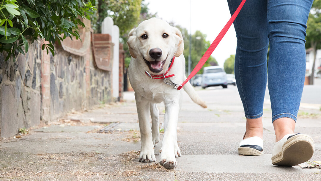 How to Train a Puppy to Walk on a Lead | Purina