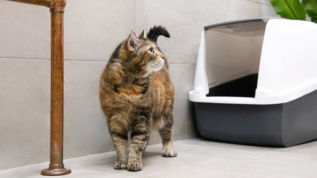 cat looking back at litter tray