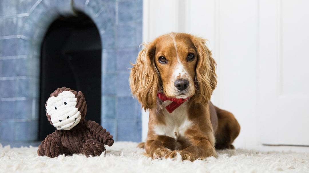 dog relaxing at home