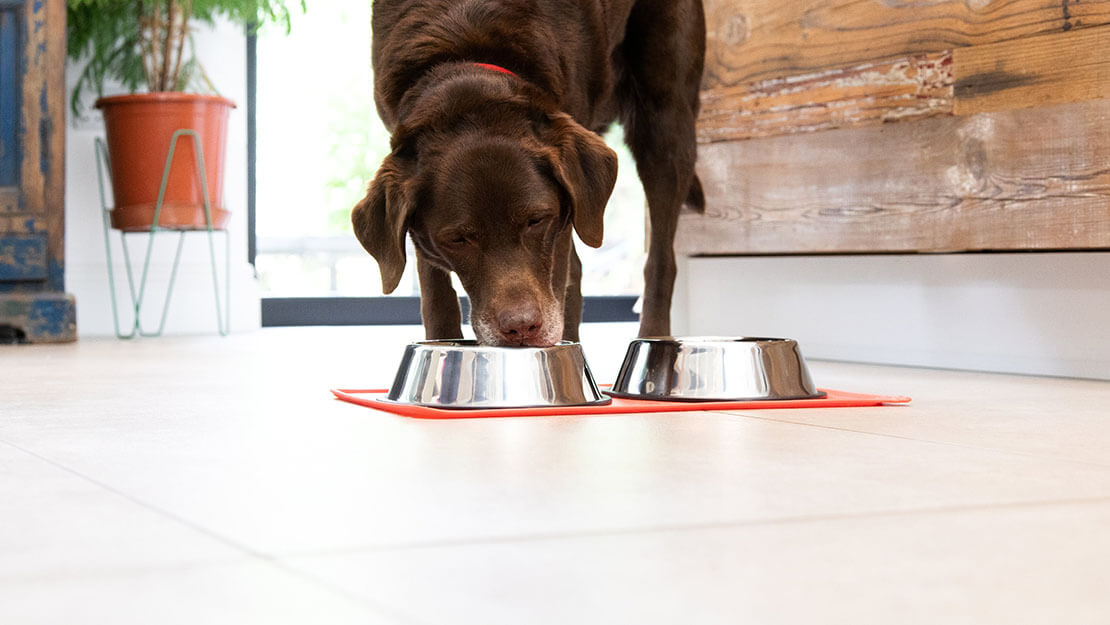 older dog eating out of bowl