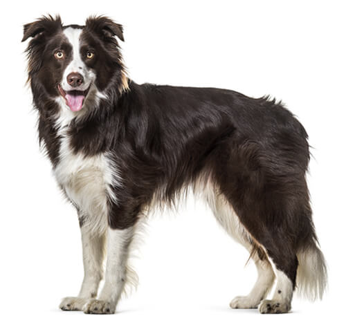 Border Collie Dog Breed Information