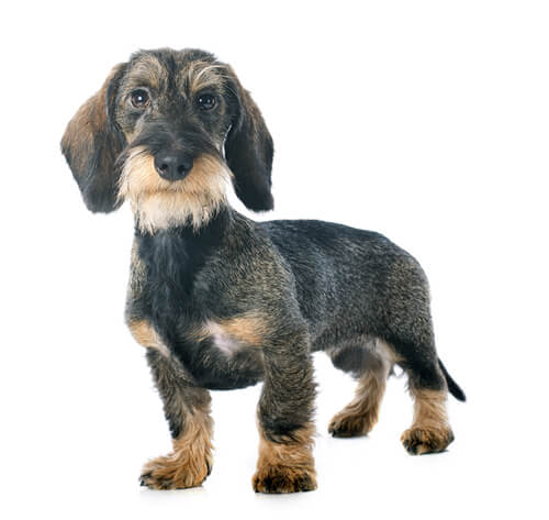 Everything You Need For Your Miniature Dachshund