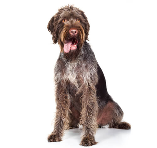 German Wire-Haired Pointer