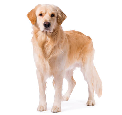 Golden Retriever Dog Breed Information