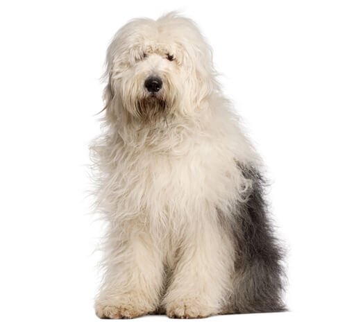 How Expensive Is It to Own an Old English Sheepdog?