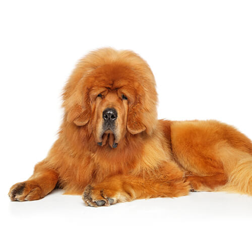 Tibetan Mastiff Dog Breed Information | Purina