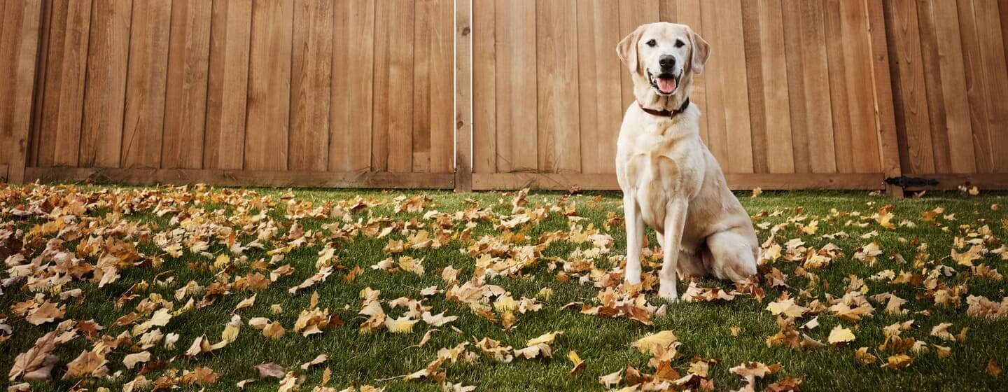 Yellow labrador sitting in a garden surrounded by leaves