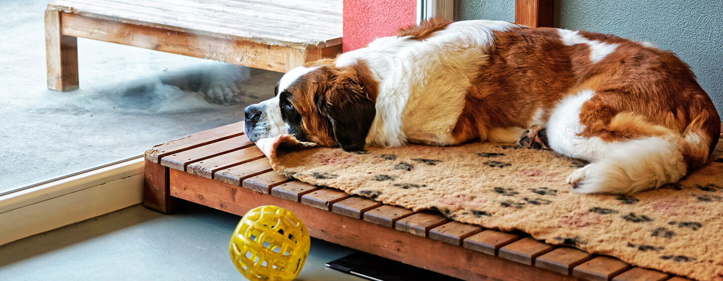 dog siting on the floor in a kennel