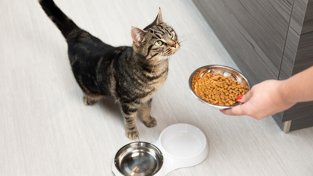 cat looking up at food