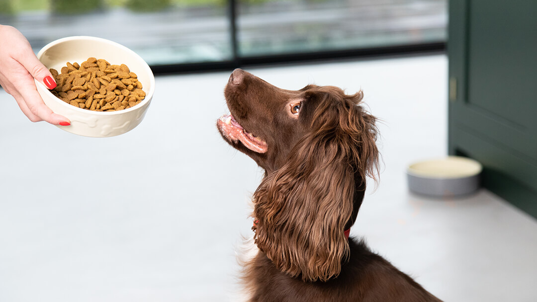 Feed Me Human Yellow Dog Food Mat