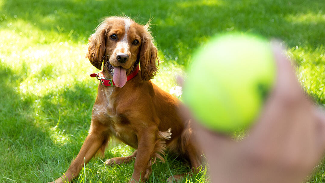 playing ball with spaniel