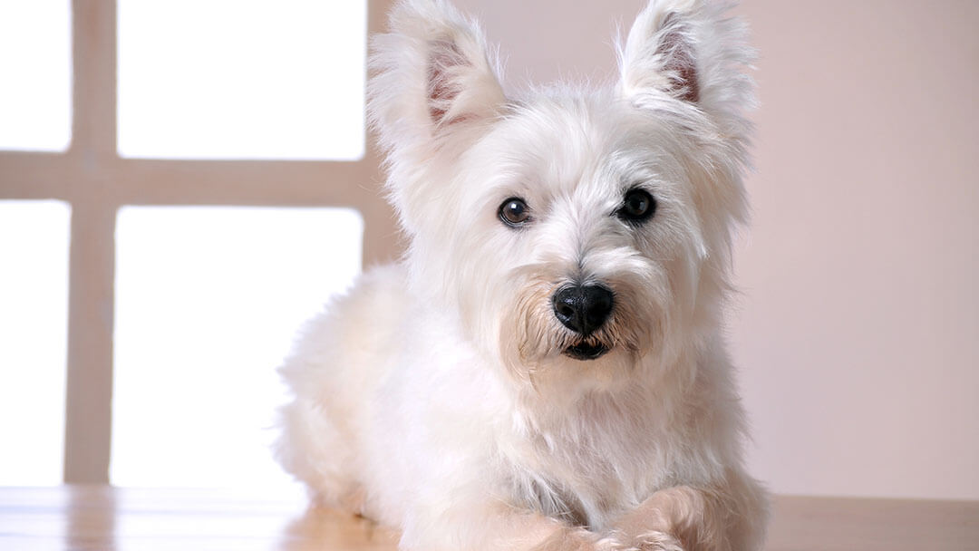 West Highland Terrier at the Veterinarian's Office