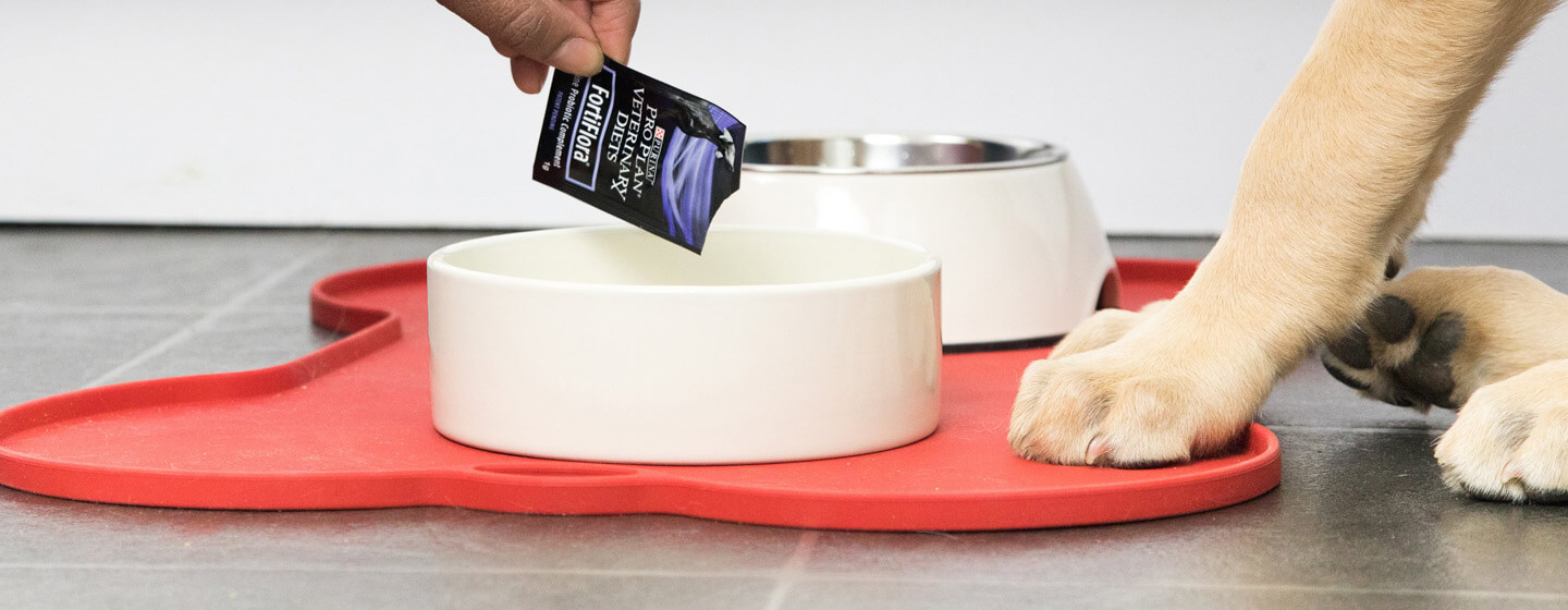 Owner adding probiotics to the bowl