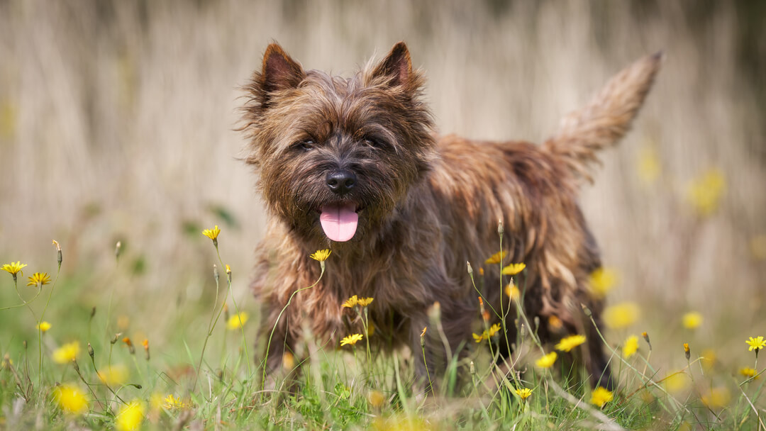 Dog in the field