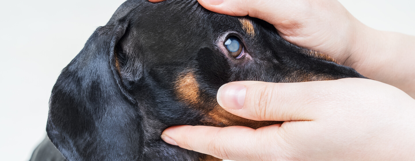 Dog with glaucoma
