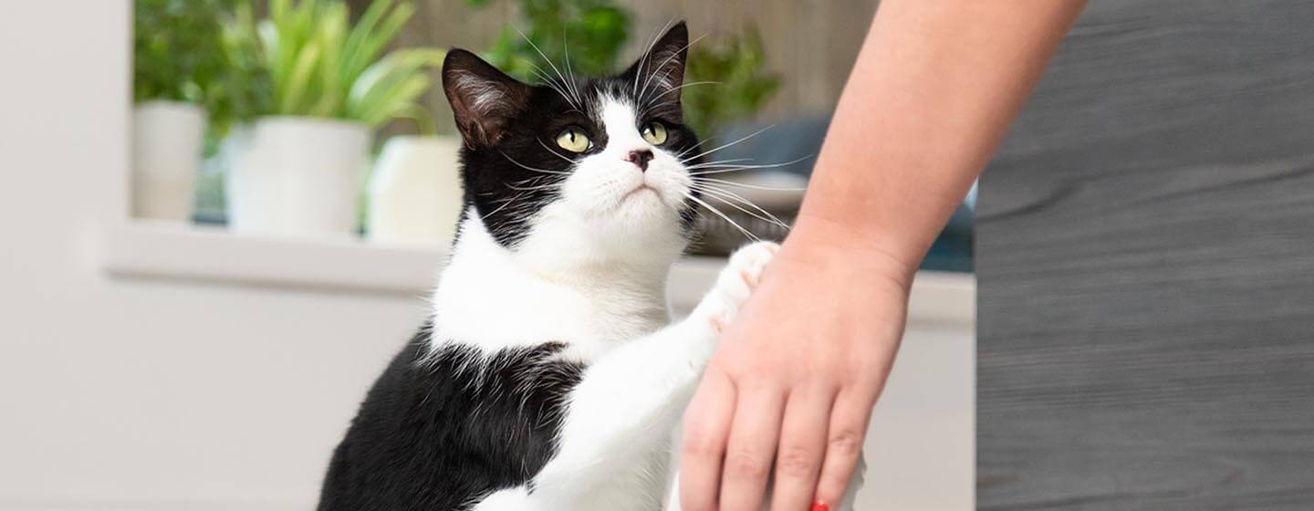 Black and white cat gives a paw
