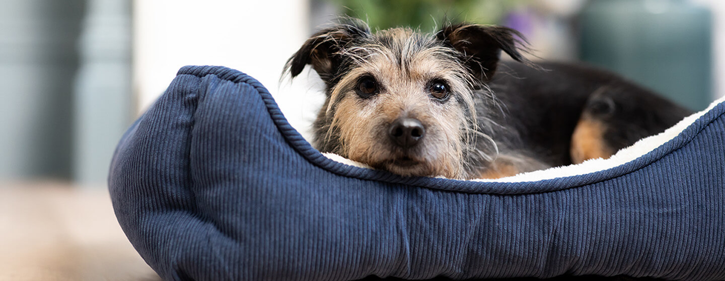 senior dog laying in their bed