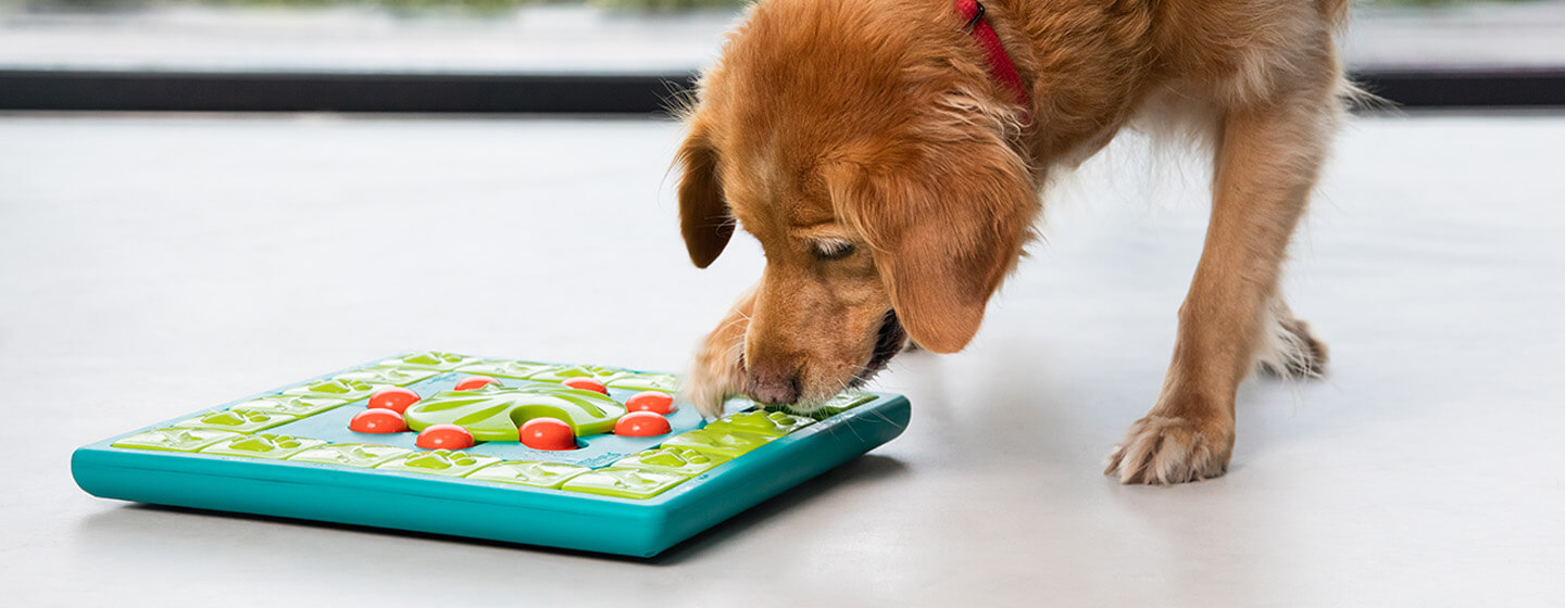 senior golden retriever playing with brain puzzle