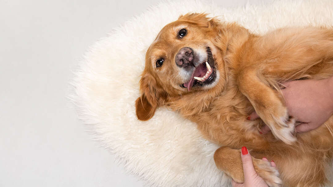 snuggling a senior golden retriever on the carpet