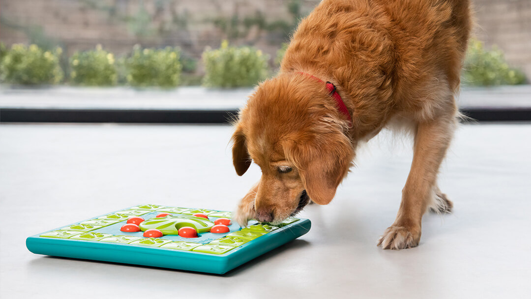 senior golden retriever playing with brain puzzle