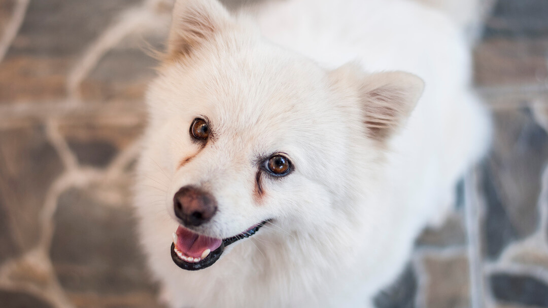 White dog with weepy eyes