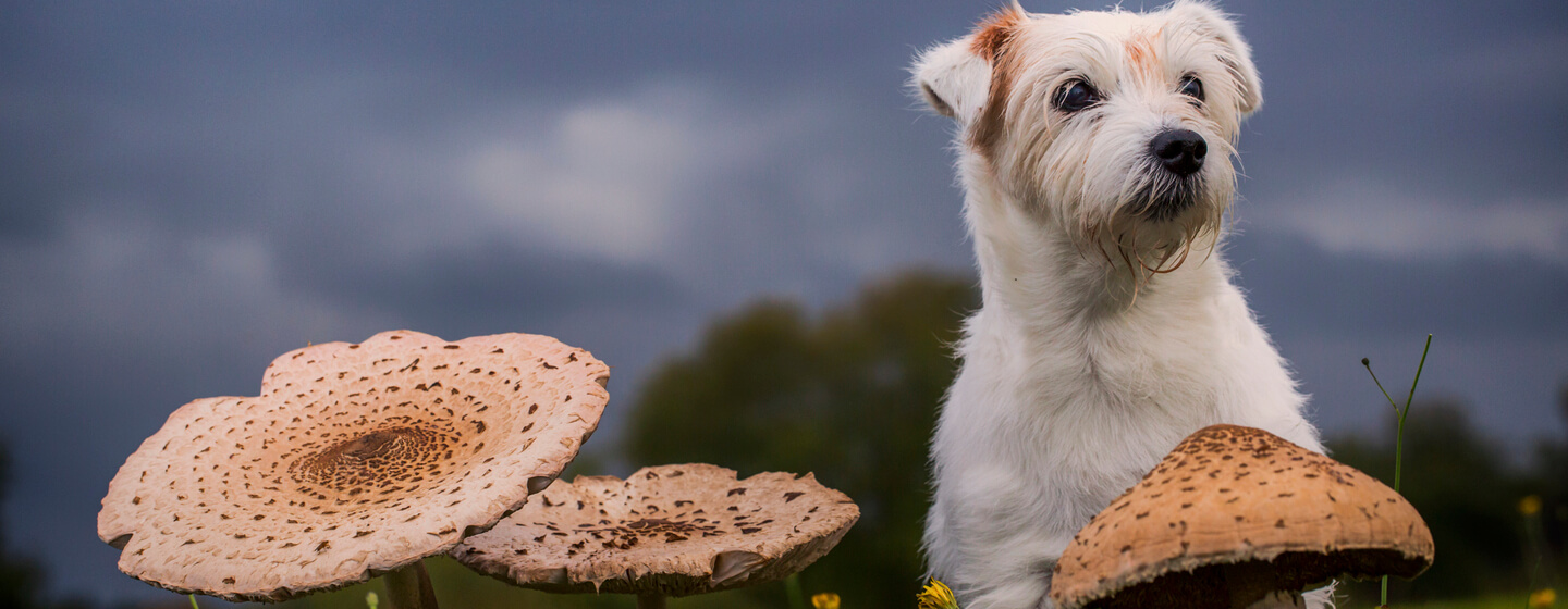 White fluffy dog and mushrooms