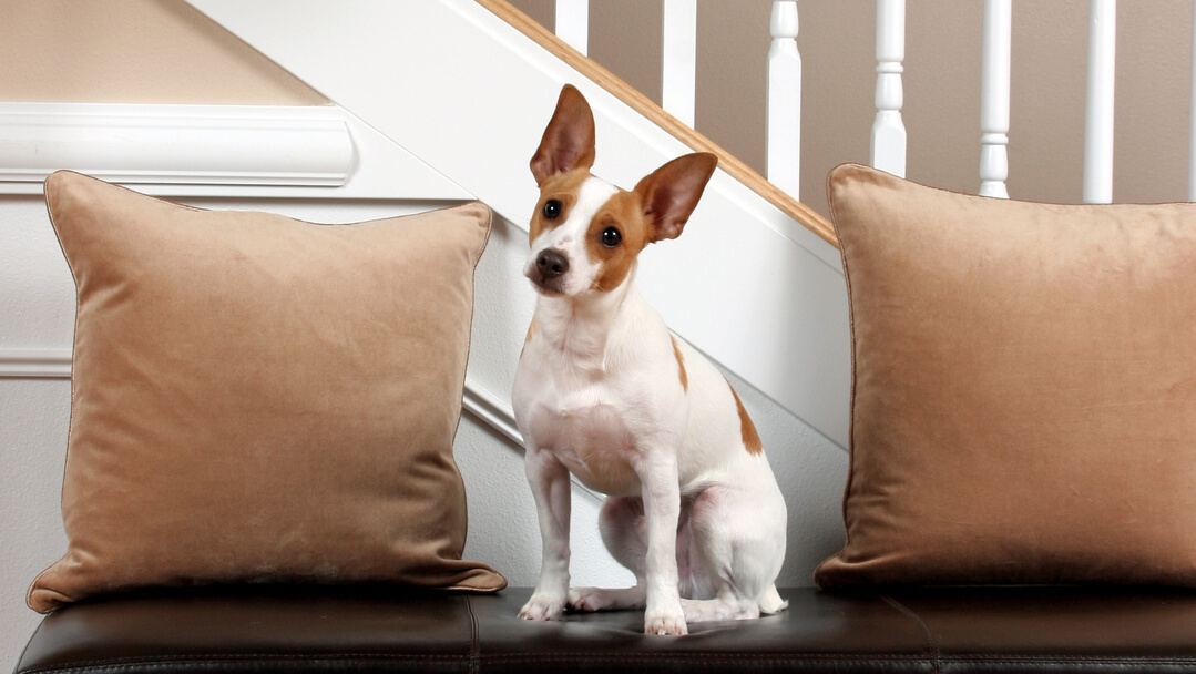 White and brown dog is sitting on the couch