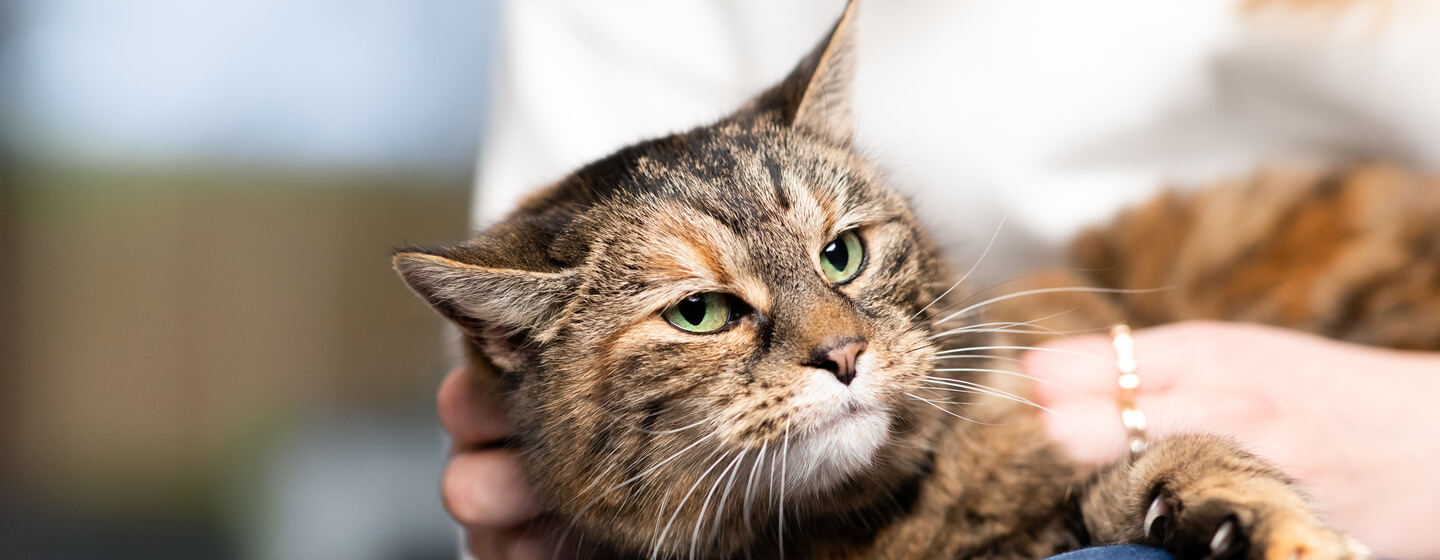 Brown cat with green eyes at in the arms of the owner