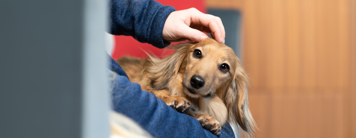 Dog with brown eyes in the arms of the owner