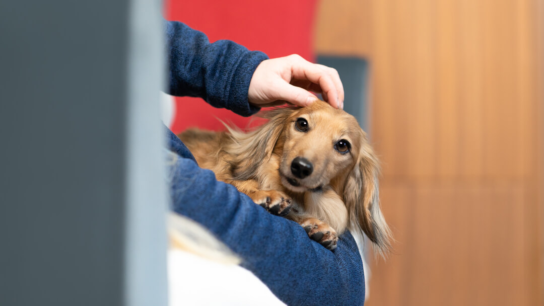 Dog with brown eyes in the arms of the owner