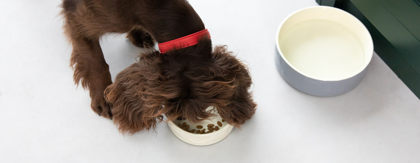 Food bowls: How can I make it easier for my dog to eat?