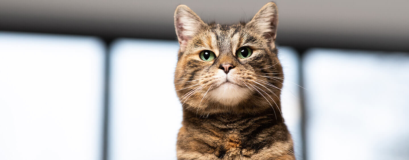 Exhausted brown cat looking at the camera.