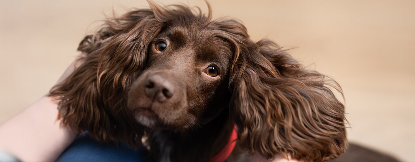 Chocolate brown dog looking at their owner.