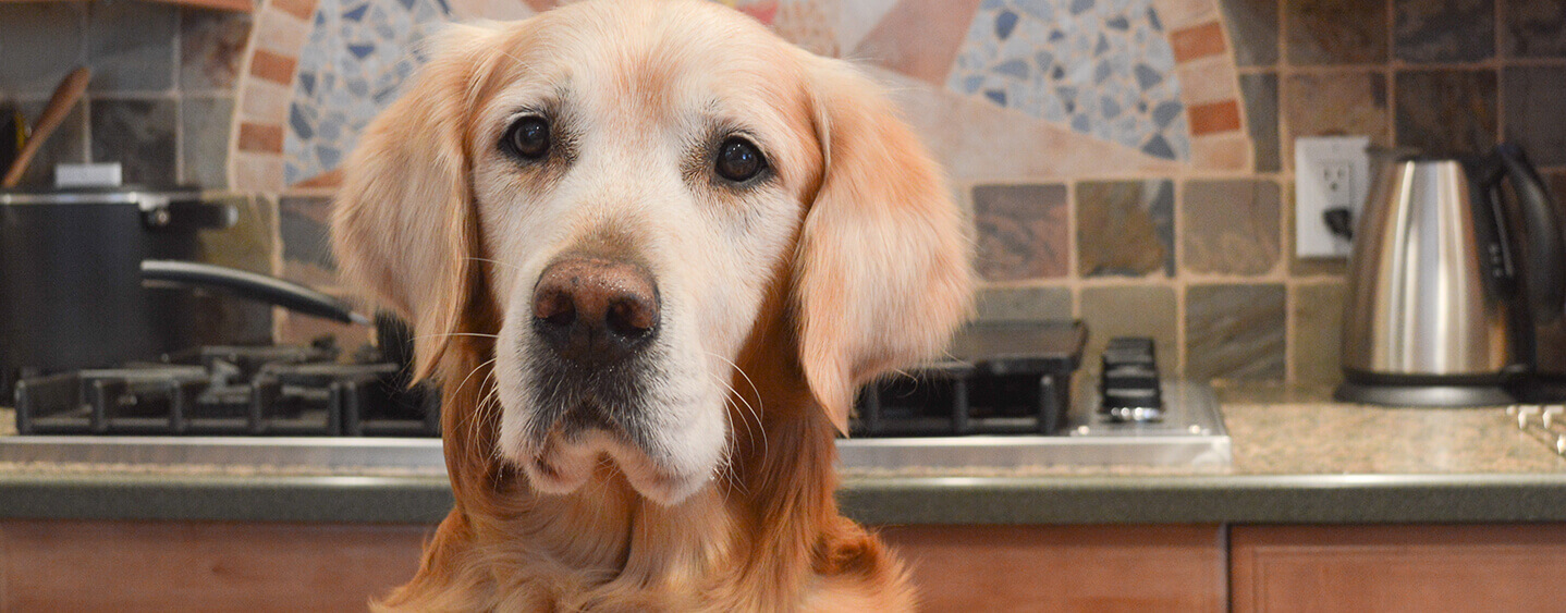 Yellow labrador retrieved looking at the camera.