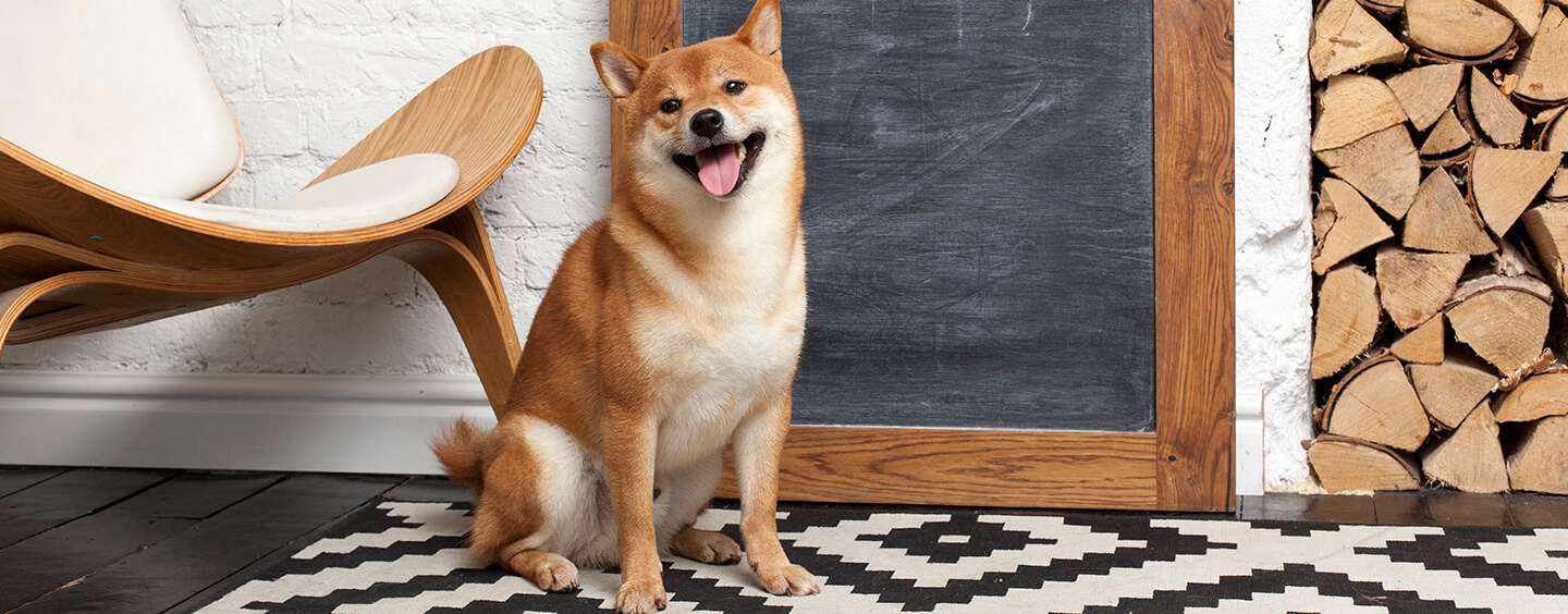 Orange Shiba Inu sitting and smiling at the camera