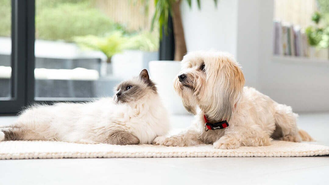 White cat and creamy dog lying on the floor